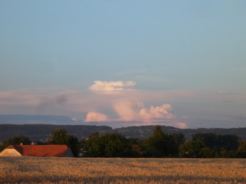 chvaletický hřib