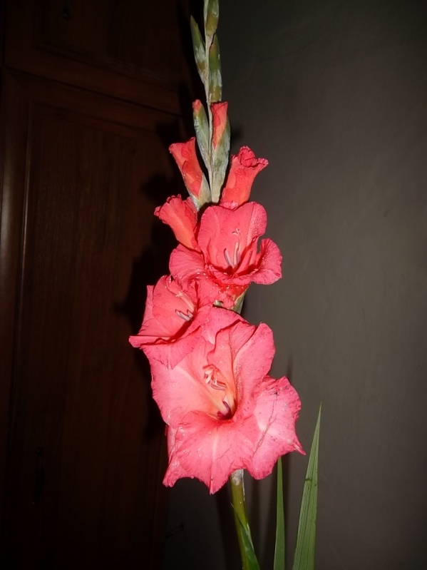 gladiol v září