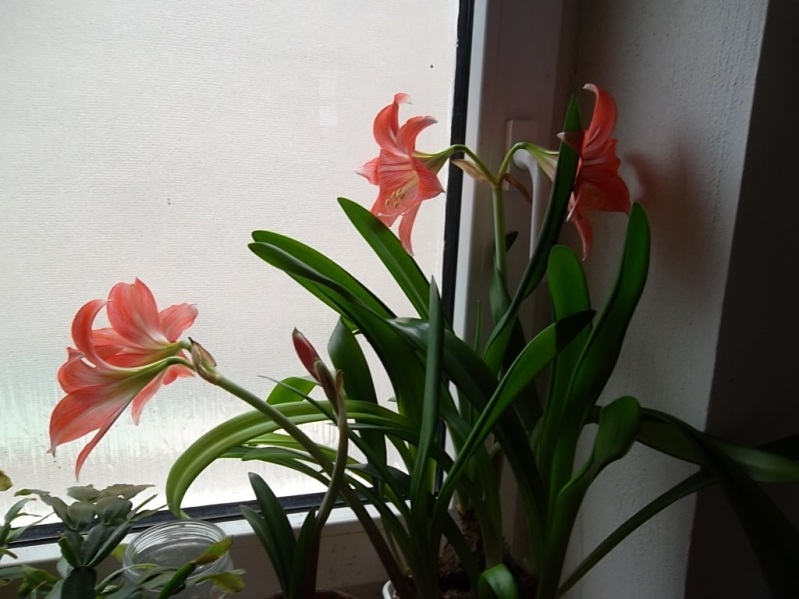 hippeastrum v červnu