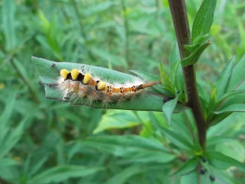 Štětconoš trnkový (Orgyia antiqua)