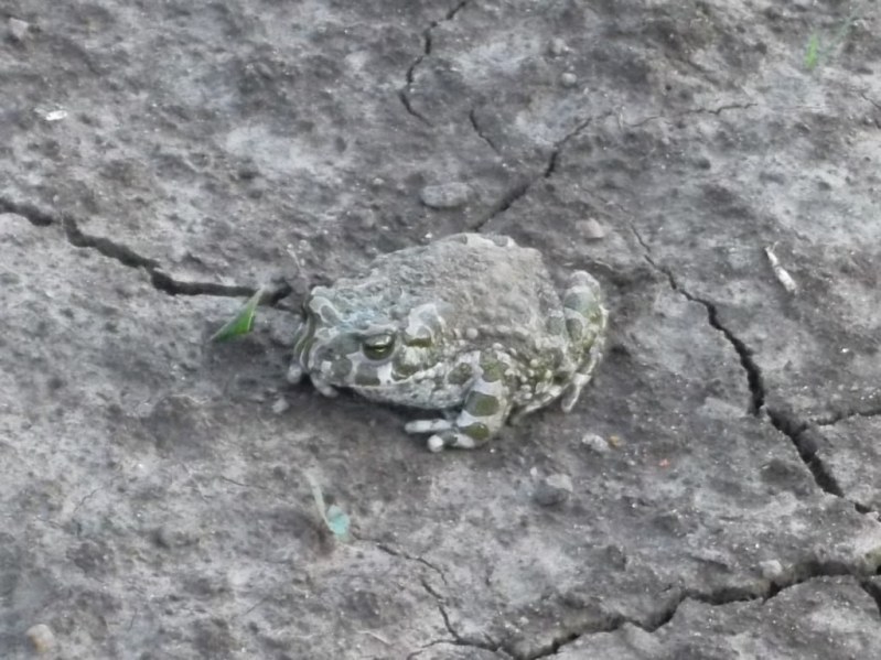 ropucha zelená (Bufo viridis)